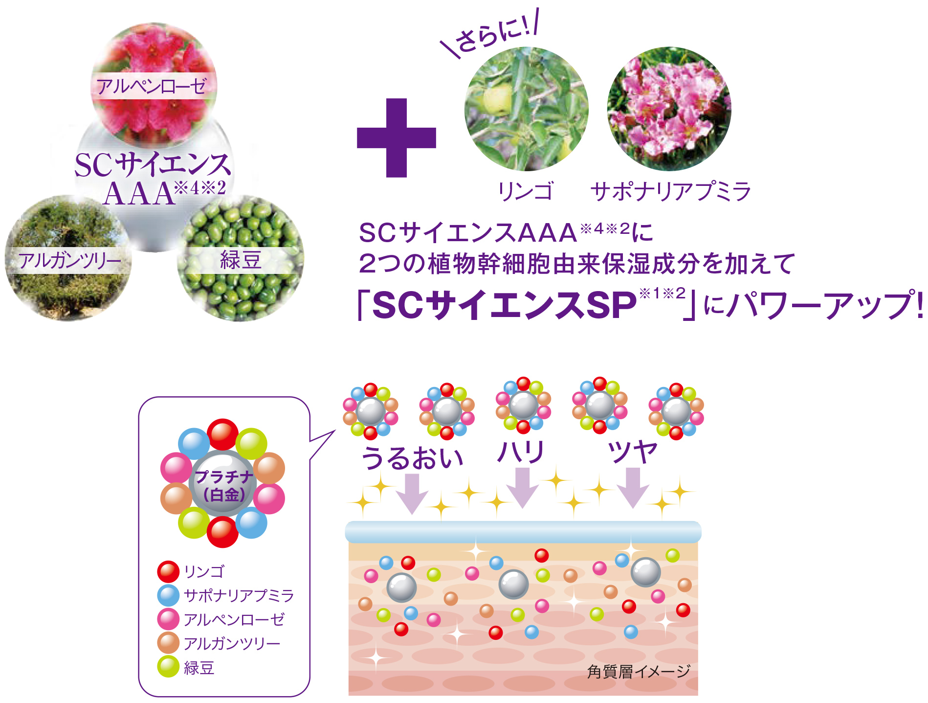 SCサイエンスAAA※4※2に2つの植物幹細胞由来保湿成分を加えて「SCサイエンスSP※1※2」にパワーアップ！