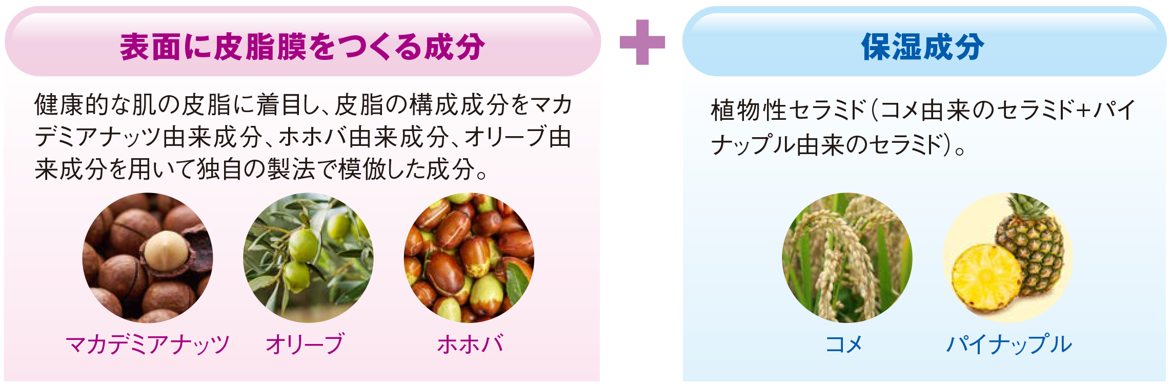 表面に皮脂膜をつくる成分 健康的な肌の皮脂に着目し、皮脂の構成成分をマカデミアナッツ由来成分、ホホバ由来成分、オリーブ由来成分を用いて独自の製法で模倣した成分。マカデミアナッツ オリーブ ホホバ + 保湿成分 植物性セラミド（コメ由来のセラミド+パイナップル由来のセラミド）。コメ パイナップル