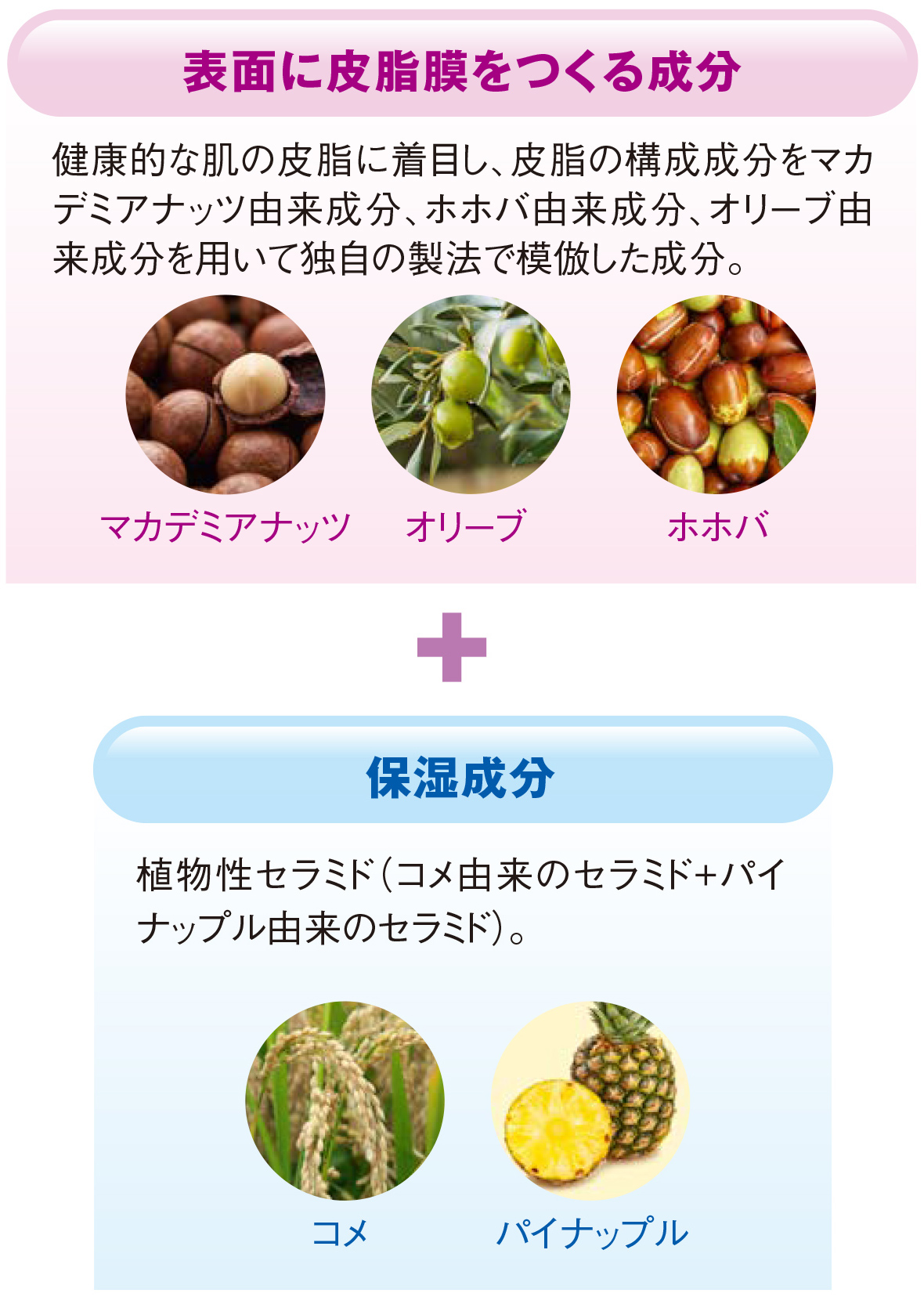 表面に皮脂膜をつくる成分 健康的な肌の皮脂に着目し、皮脂の構成成分をマカデミアナッツ由来成分、ホホバ由来成分、オリーブ由来成分を用いて独自の製法で模倣した成分。マカデミアナッツ オリーブ ホホバ + 保湿成分 植物性セラミド（コメ由来のセラミド+パイナップル由来のセラミド）。コメ パイナップル