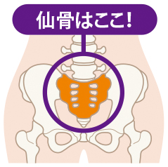 仙骨とは？